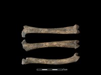 藏品(狗骨)的圖片