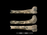 藏品(狗骨)的圖片