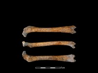 藏品(狗骨)的圖片