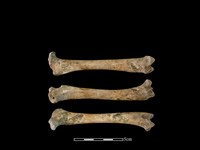 藏品(狗骨)的圖片