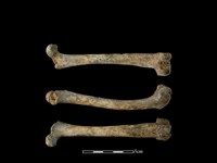 藏品(狗骨)的圖片