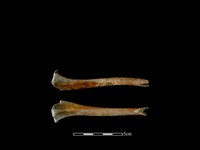 藏品(狗骨)的圖片