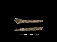 藏品(狗骨)的圖片