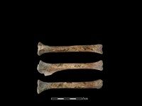 藏品(狗骨)的圖片