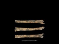 藏品(狗骨)的圖片