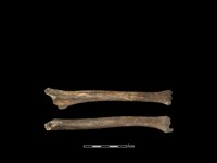 藏品(狗骨)的圖片