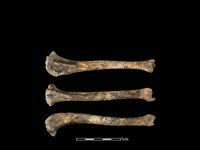 藏品(狗骨)的圖片