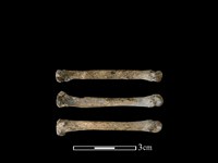 藏品(狗骨)的圖片