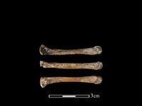 藏品(狗骨)的圖片