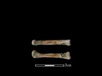 藏品(狗骨)的圖片