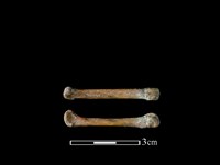 藏品(狗骨)的圖片