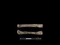 藏品(狗骨)的圖片