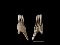 藏品(台灣野豬)的圖片