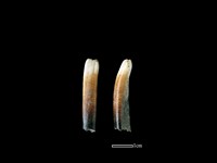 藏品(台灣野豬)的圖片