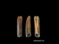 藏品(台灣野豬)的圖片