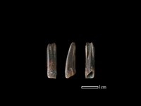 藏品(台灣野豬)的圖片