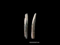 藏品(豬骨)的圖片