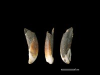 藏品(豬骨)的圖片