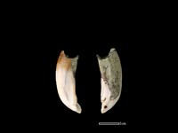 藏品(豬骨)的圖片