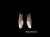 藏品(豬骨)的圖片