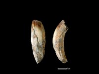 藏品(豬骨)的圖片