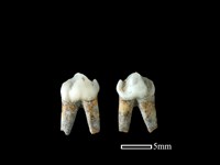 藏品(豬骨)的圖片