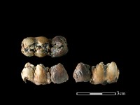 藏品(豬骨)的圖片