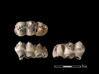 藏品(豬骨)的圖片