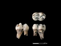 藏品(豬骨)的圖片