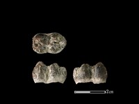 藏品(豬骨)的圖片