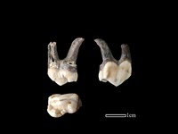 藏品(豬骨)的圖片