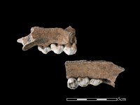 藏品(豬骨)的圖片