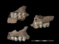 藏品(豬骨)的圖片