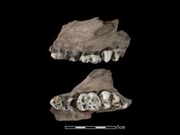 藏品(豬骨)的圖片