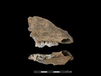 藏品(豬骨)的圖片