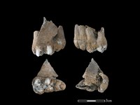 藏品(豬骨)的圖片