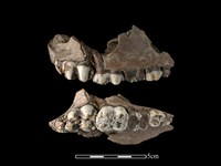 藏品(豬骨)的圖片