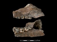 藏品(豬骨)的圖片