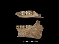 藏品(豬骨)的圖片