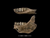 藏品(豬骨)的圖片