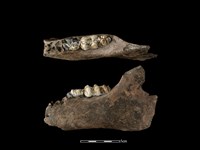 藏品(豬骨)的圖片