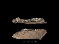 藏品(豬骨)的圖片