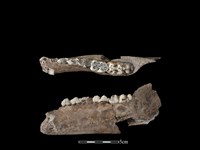 藏品(豬骨)的圖片