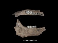 藏品(豬骨)的圖片