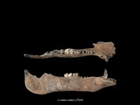 藏品(豬骨)的圖片