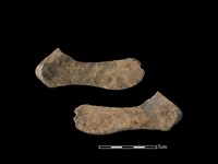 藏品(豬骨)的圖片