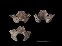 藏品(豬骨)的圖片