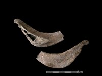 藏品(豬骨)的圖片