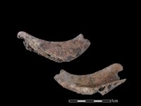 藏品(豬骨)的圖片