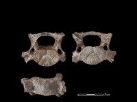 藏品(豬骨)的圖片